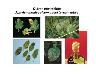 Outros nematoides
Aphelenchoides ritzemabosi (ornamentais)
 