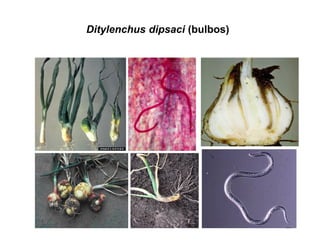 Ditylenchus dipsaci (bulbos)
 