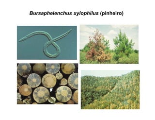 Bursaphelenchus xylophilus (pinheiro)
 