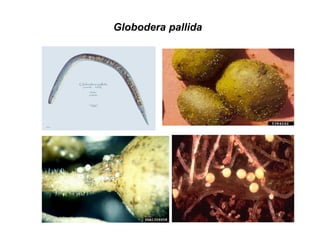 Globodera pallida
 