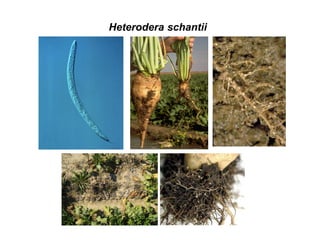 Heterodera schantii
 