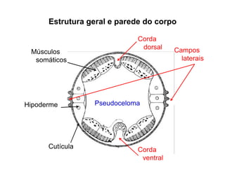 Estrutura geral e parede do corpo
Cutícula
Hipoderme
Músculos
somáticos
Campos
laterais
Corda
ventral
Corda
dorsal
Pseudoceloma
 