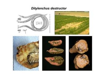 Ditylenchus destructor
 
