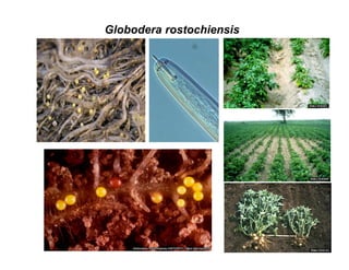 Globodera rostochiensis
 