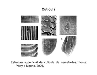 Cutícula
Estrutura superficial da cutícula de nematoides. Fonte:
Perry e Moens, 2006.
 