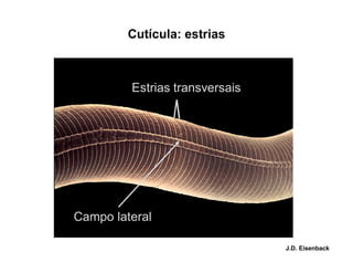 Cutícula: estrias
Estrias transversais
Campo lateral
J.D. Eisenback
 