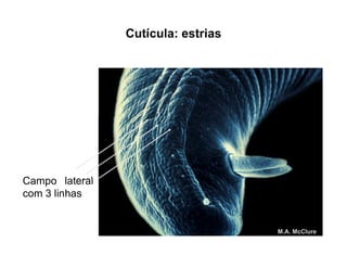 Cutícula: estrias
M.A. McClure
Campo lateral
com 3 linhas
 