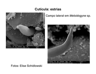 Cutícula: estrias
M.A. McClure
Campo lateral em Meloidogyne sp.
Fotos: Elise Schidlowski
 