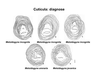 Cutícula: diagnose
Meloidogyne incognita
Meloidogyne arenaria
Meloidogyne incognita Meloidogyne incognita
Meloidogyne javanica
 