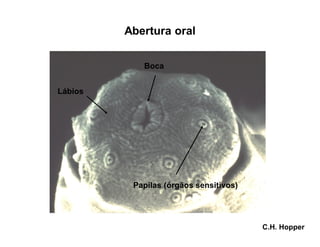 Abertura oral
C.H. Hopper
Boca
Papilas (órgãos sensitivos)
Lábios
 