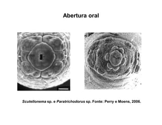 Abertura oral
Scutellonema sp. e Paratrichodorus sp. Fonte: Perry e Moens, 2006.
 