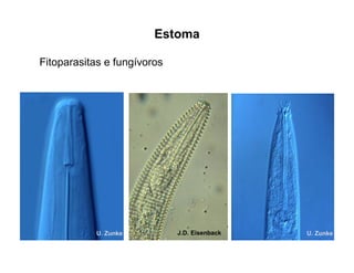 Estoma
Fitoparasitas e fungívoros
U. Zunke J.D. Eisenback U. Zunke
 
