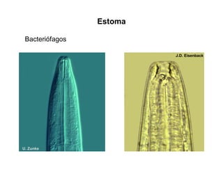Estoma
U. Zunke
J.D. Eisenback
Bacteriófagos
 