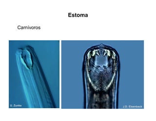 Estoma
J.D. EisenbackU. Zunke
Carnívoros
 