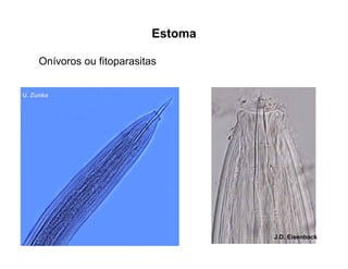 Estoma
J.D. Eisenback
U. Zunke
Onívoros ou fitoparasitas
 