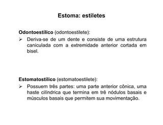 Estoma: estiletes
Odontoestílico (odontoestilete):
 Deriva-se de um dente e consiste de uma estrutura
caniculada com a extremidade anterior cortada em
bisel.
Estomatostílico (estomatoestilete):
 Possuem três partes: uma parte anterior cônica, uma
haste cilíndrica que termina em trê nódulos basais e
músculos basais que permitem sua movimentação.
 