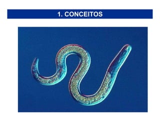 1. CONCEITOS
 