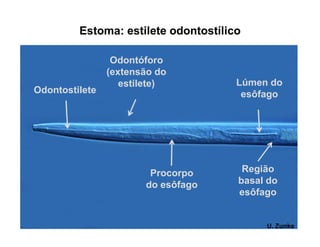 Estoma: estilete odontostílico
U. Zunke
Odontostilete
Odontóforo
(extensão do
estilete)
Procorpo
do esôfago
Região
basal do
esôfago
Lúmen do
esôfago
 