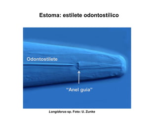 Estoma: estilete odontostílico
Longidorus sp. Foto: U. Zunke
Odontostilete
“Anel guia”
 