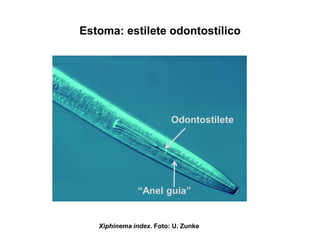 Estoma: estilete odontostílico
Xiphinema index. Foto: U. Zunke
Odontostilete
“Anel guia”
 