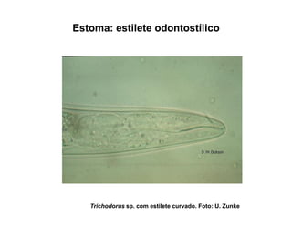 Estoma: estilete odontostílico
Trichodorus sp. com estilete curvado. Foto: U. Zunke
 