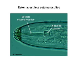 Estoma: estilete estomatostílico
J.D. Eisenback
Nódulos
basais
Estilete
estomatostílico
 