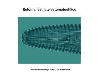 Estoma: estilete estomatostílico
Mesocriconema sp. Foto: J. D. Eisenback
 
