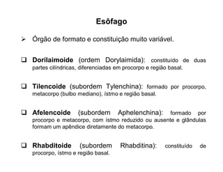 Esôfago
 Órgão de formato e constituição muito variável.
 Dorilaimoide (ordem Dorylaimida): constituído de duas
partes cilíndricas, diferenciadas em procorpo e região basal.
 Tilencoide (subordem Tylenchina): formado por procorpo,
metacorpo (bulbo mediano), ístmo e região basal.
 Afelencoide (subordem Aphelenchina): formado por
procorpo e metacorpo, com ístmo reduzido ou ausente e glândulas
formam um apêndice diretamente do metacorpo.
 Rhabditoide (subordem Rhabditina): constituído de
procorpo, ístmo e região basal.
 