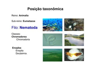 Posição taxonômica
Reino: Animalia
Sub-reino: Eumetazoa
Filo: Nematoda
Classes:
Chromadorea
Chromadoria
Enoplea
Enoplia
Dorylaimia
 