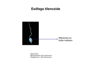Metacorpo ou
bulbo mediano
Observamos:
Mesocriconema ≈ 60 ciclos/minuto
Paratylenchus > 200 ciclos/minuto
Esôfago tilencoide
 