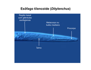 Esôfago tilencoide (Ditylenchus)
Metacorpo ou
bulbo mediano
Região basal
com glândulas
esofagianas
Ístmo
Procorpo
 