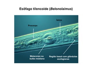 Esôfago tilencoide (Belonolaimus)
Metacorpo ou
bulbo mediano
Região basal com glândulas
esofagianas
Ístmo
Procorpo
 