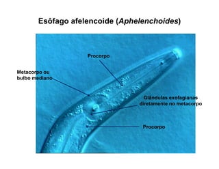 Esôfago afelencoide (Aphelenchoides)
Metacorpo ou
bulbo mediano
Procorpo
Glândulas exofagianas
diretamente no metacorpo
Procorpo
 