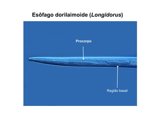 Esôfago dorilaimoide (Longidorus)
Região basal
Procorpo
 