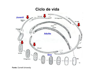 Ciclo de vida
Fonte: Cornell University
Ovo
Juvenil
Adulto
 