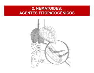 2. NEMATOIDES:
AGENTES FITOPATOGÊNICOS
 