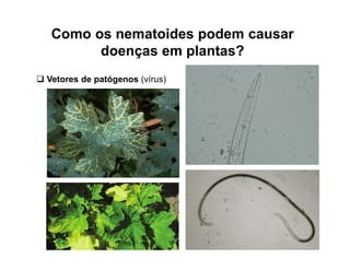 Como os nematoides podem causar
doenças em plantas?
 Vetores de patógenos (vírus)
 