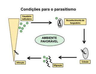 Infecção
Exsudatos
radiculares
Eclosão
Reconhecimento do
hospedeiro
Migração
AMBIENTE
FAVORÁVEL
Exsudatos
radiculares
Reconhecimento do
hospedeiro
Condições para o parasitismo
 