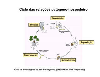 Ciclo de Meloidogyne sp. em morangueiro. (EMBRAPA Clima Temperado)
Infecção
Disseminação
Sobrevivência
Reprodução
Colonização
Ciclo das relações patógeno-hospedeiro
 
