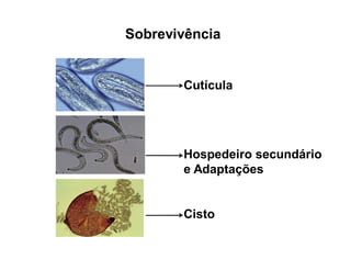 Sobrevivência
Cutícula
Cisto
Hospedeiro secundário
e Adaptações
 