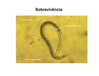 Sobrevivência
 