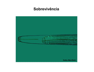 Sobrevivência
Kathy Merrifield
 