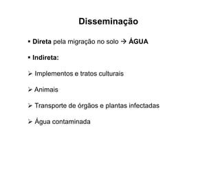 Disseminação
 Direta pela migração no solo  ÁGUA
 Indireta:
 Implementos e tratos culturais
 Animais
 Transporte de órgãos e plantas infectadas
 Água contaminada
 