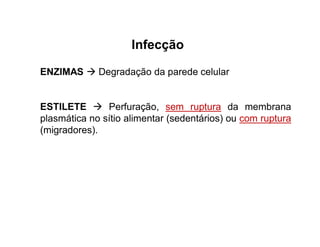 Infecção
ENZIMAS  Degradação da parede celular
ESTILETE  Perfuração, sem ruptura da membrana
plasmática no sítio alimentar (sedentários) ou com ruptura
(migradores).
 