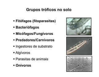  Fitófagos (fitoparasitas)
 Bacteriófagos
 Micófagos/Fungívoros
 Predadores/Carnívoros
 Ingestores de substrato
 Algívoros
 Parasitas de animais
 Onívoros
Grupos tróficos no solo
 