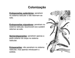 Colonização
Endoparasitas sedentários: penetram
no sistema radicular e não retornam ao
solo.
Endoparasitas migradores: penetram no
sistema radicular, locomovem-se e podem
retornar ao solo.
Semiendoparasitas: penetram apenas a
parte anterior do corpo no sistema
radicular.
Ectoparasitas: não penetram no sistema
radicular, mas apenas introduzem o
estilete.
 