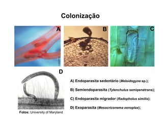 Colonização
A) Endoparasita sedentário (Meloidogyne sp.);
B) Semiendoparasita (Tylenchulus semipenetrans);
C) Endoparasita migrador (Radopholus similis);
D) Exoparasita (Mesocriconema xenoplax);
A B C
D
Fotos: University of Maryland
 