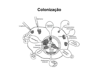 Colonização
 