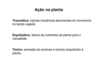 Ação na planta
Traumática: injúrias mecânicas decorrentes do movimento
no tecido vegetal.
Espoliadora: desvio de nutrientes da planta para o
nematóide.
Tóxica: secreção de enzimas e toxinas prejudiciais à
planta.
 