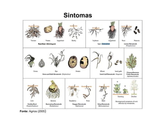 Sintomas
Fonte: Agrios (2005)
 